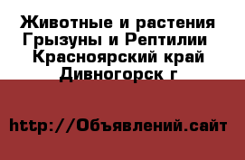 Животные и растения Грызуны и Рептилии. Красноярский край,Дивногорск г.